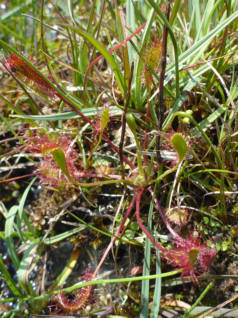 Leaf cluster