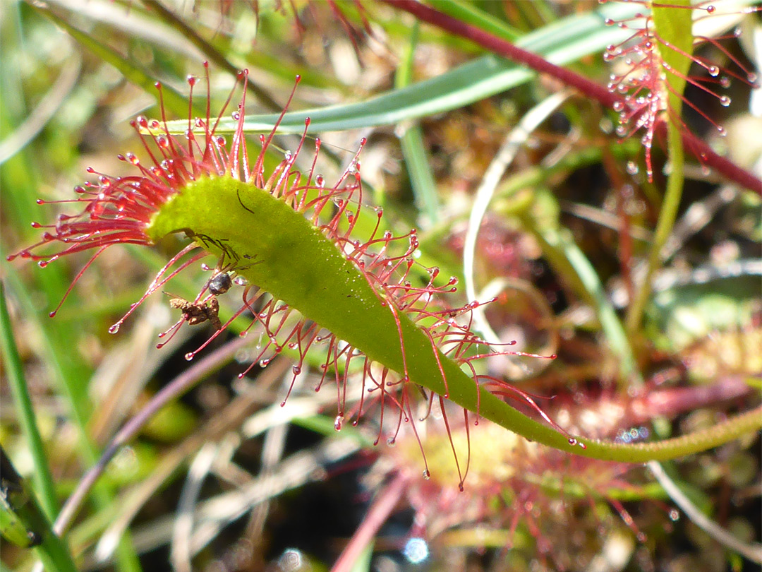 Red leaf hairs