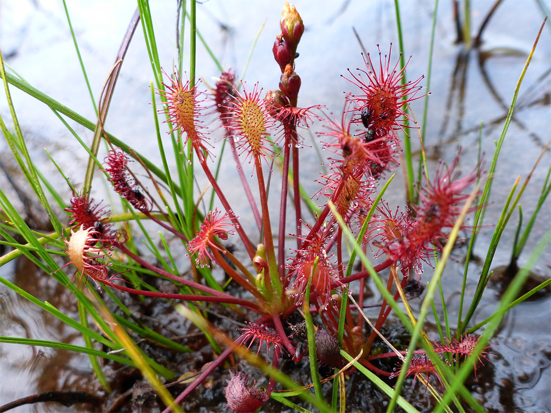 Red leaves and petioles