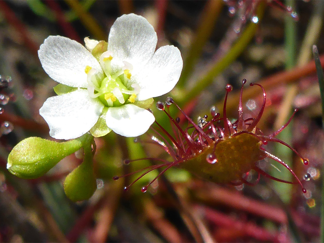 White flower