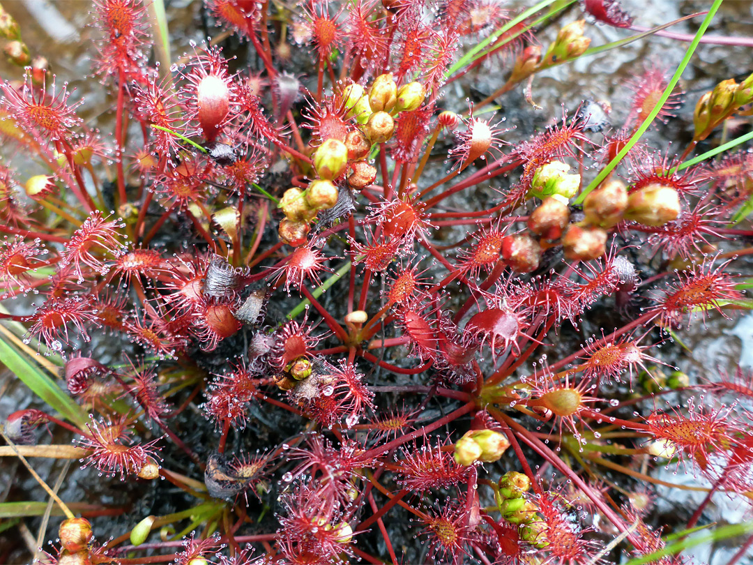 Leaves and flower buds