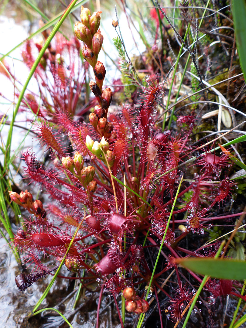 Clustered leaves