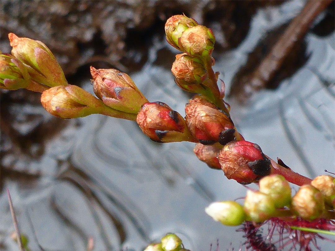 Flower buds