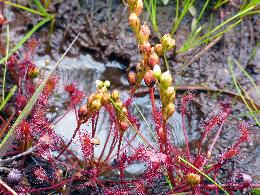 Buds and leaves