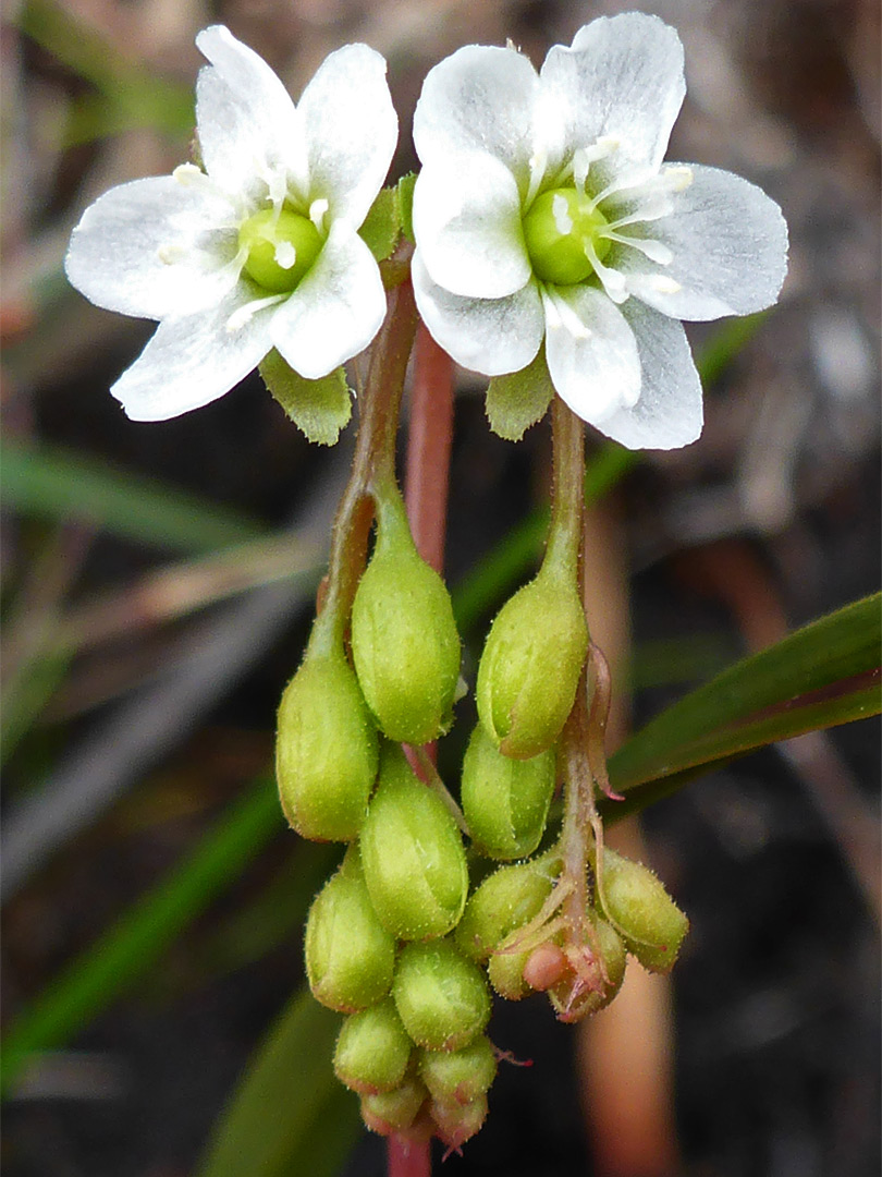 Two white flowers