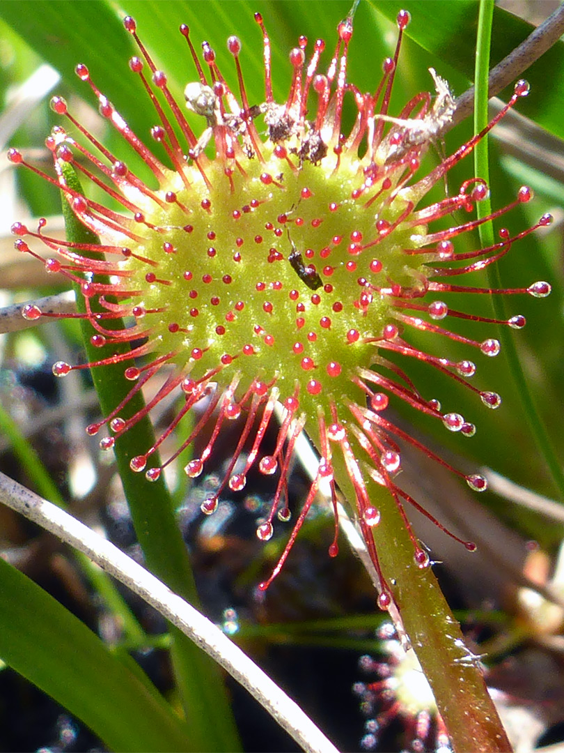 Round leaved sundew