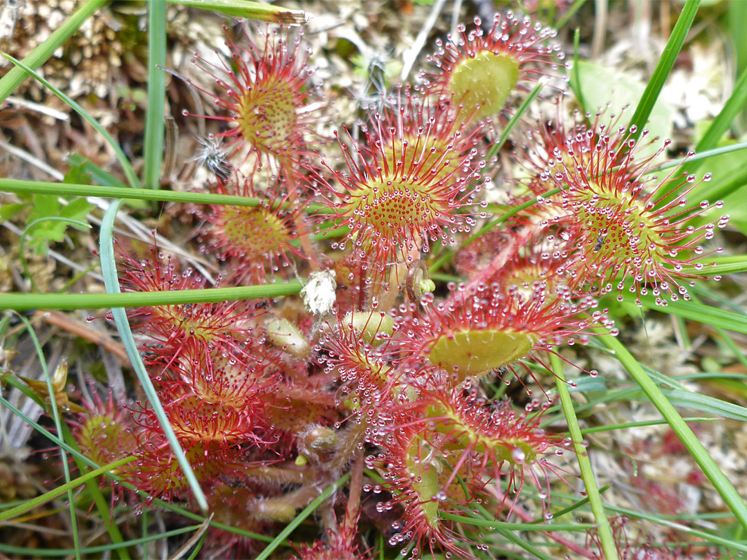 Leaf cluster