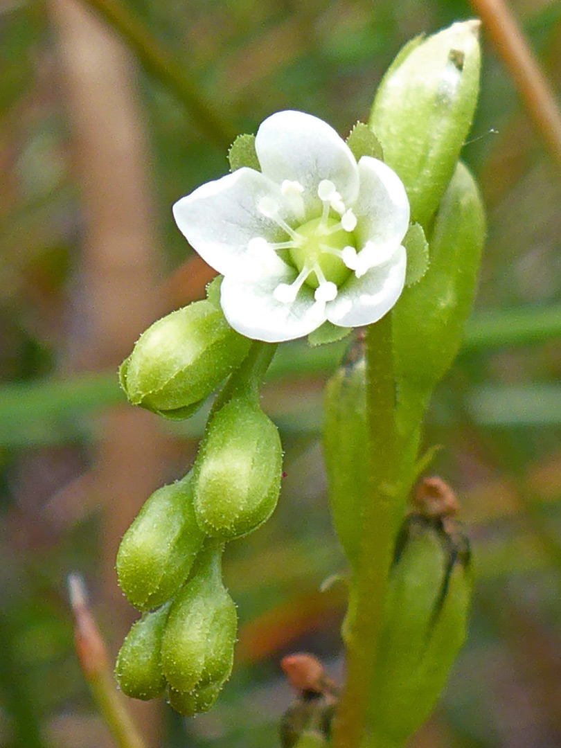 White flower