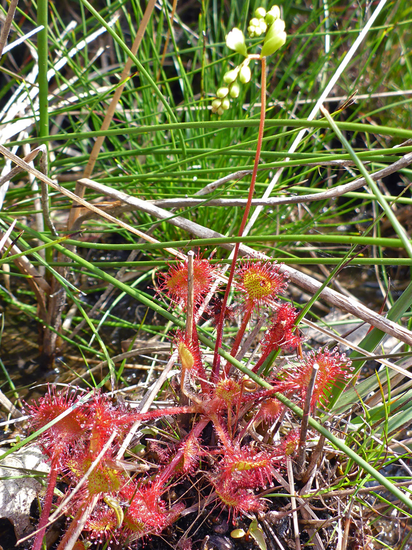 Red leaves