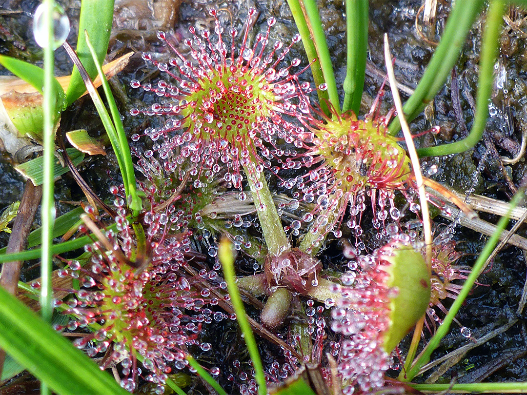 Round-leaved sundew