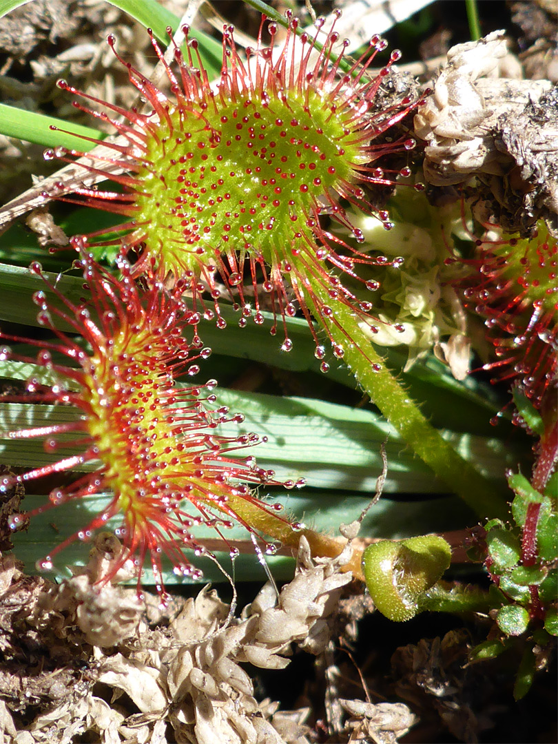 Round-leaved sundew