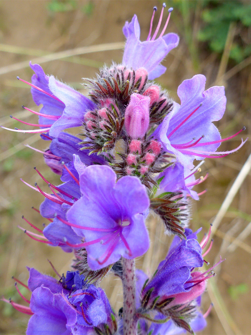 Bracts and flowers