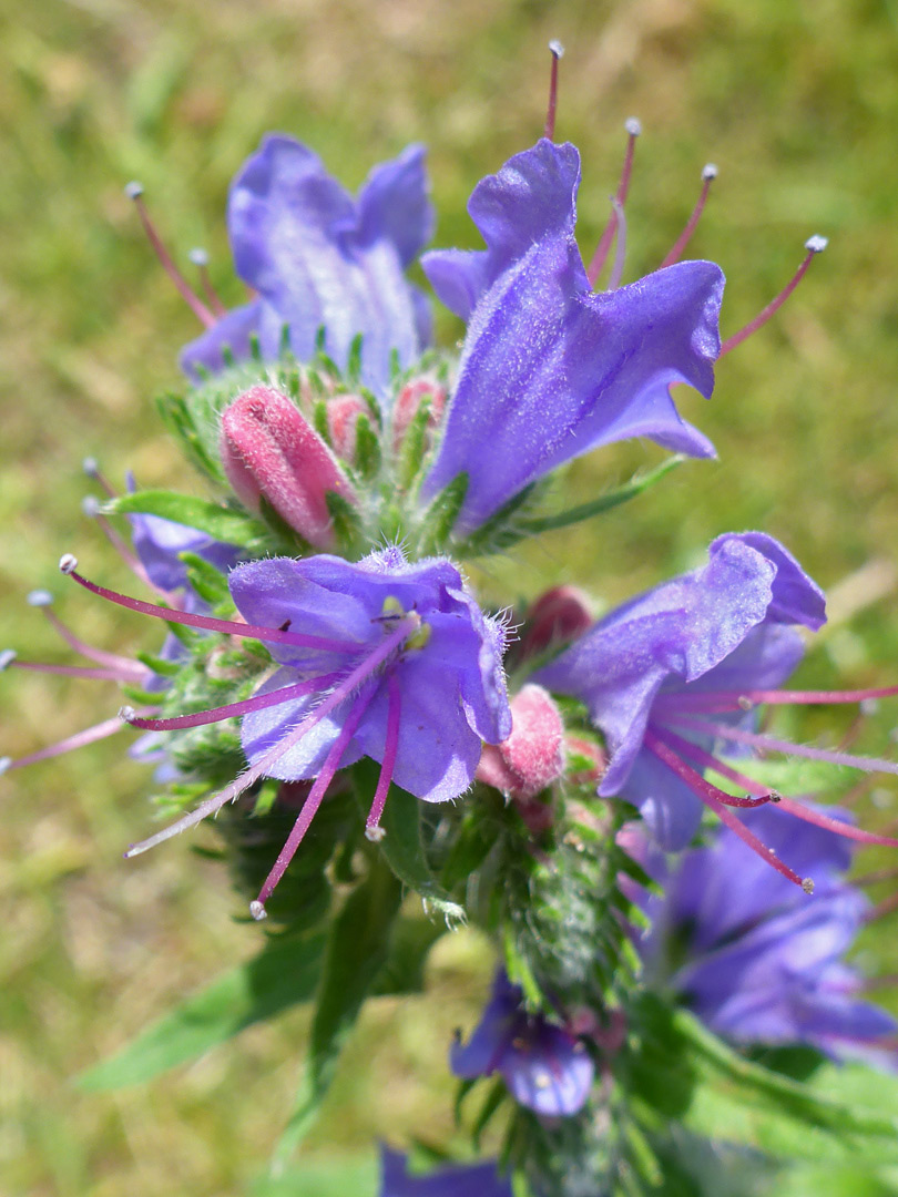 Exserted stamens