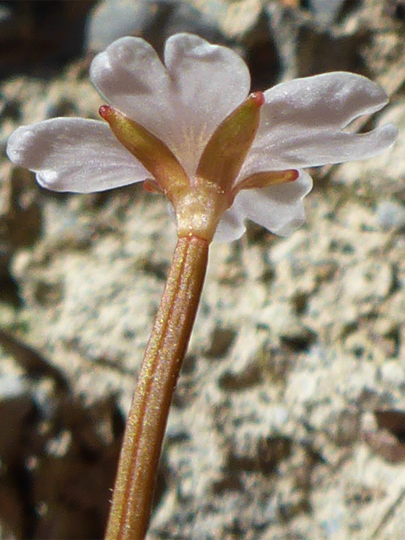 Narrow sepals