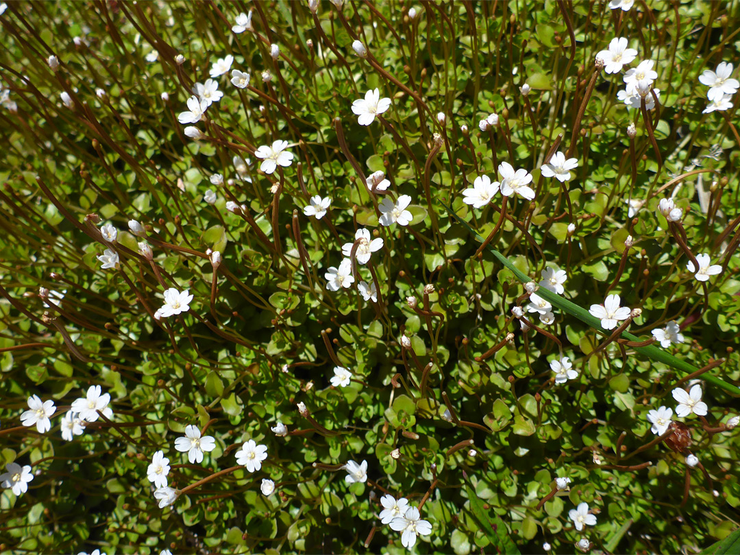 Many flowers