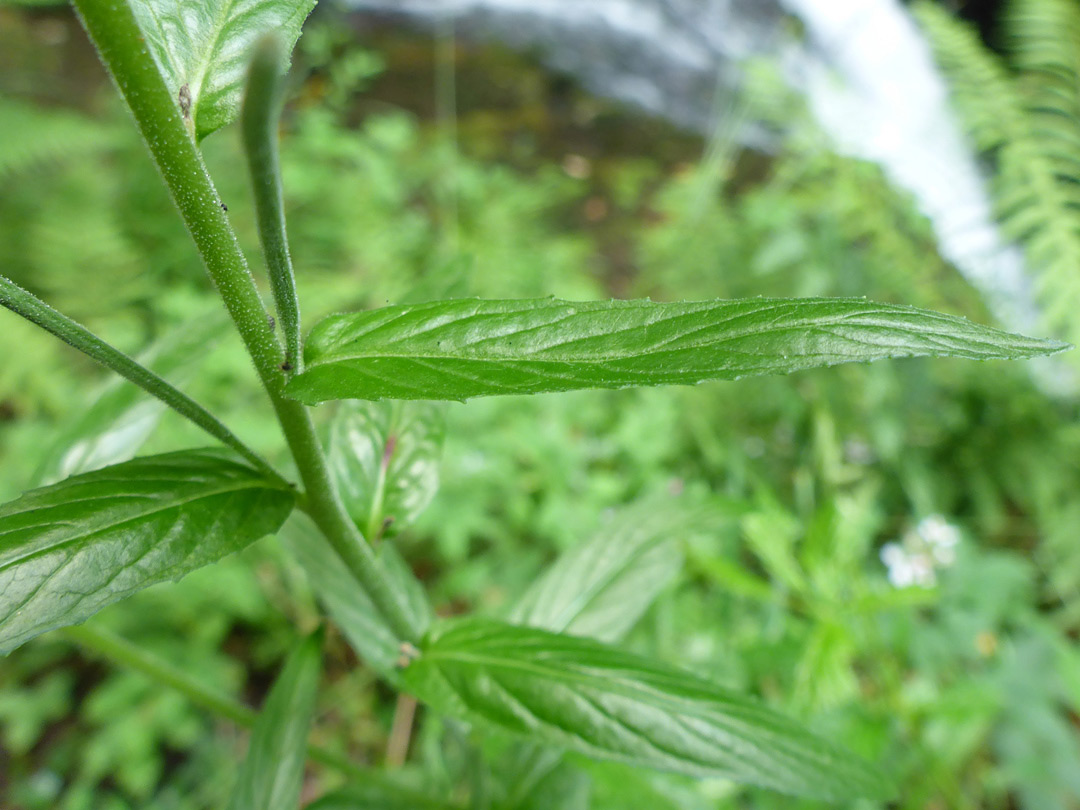 Narrow, toothed leaf