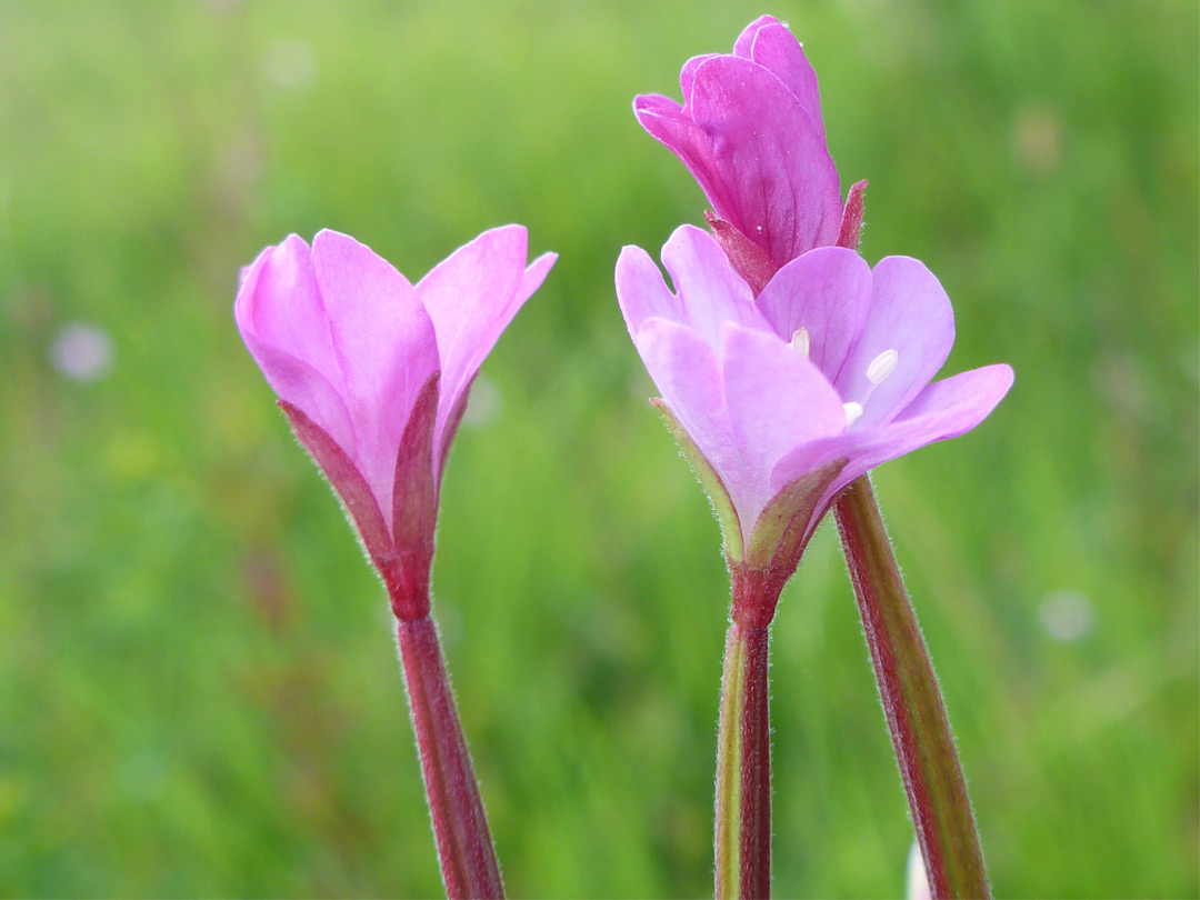 Three flowers