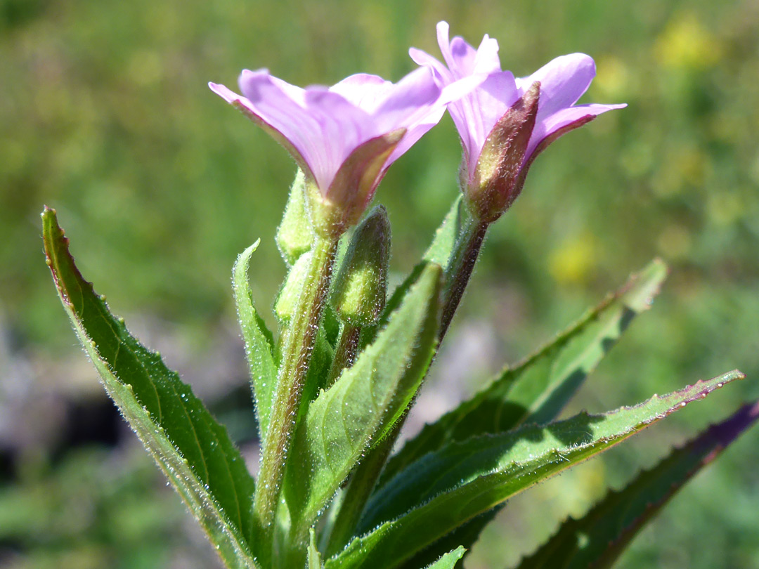 Flowers and leaves