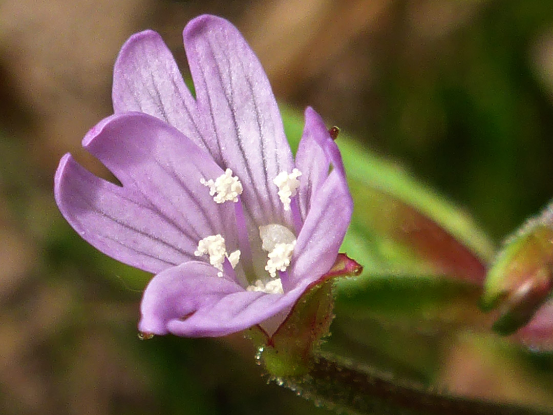 Pink petals