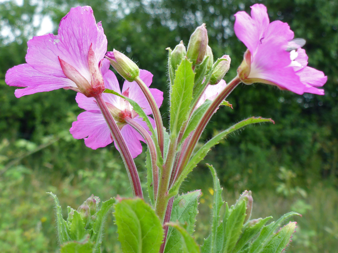 Large pink flowers