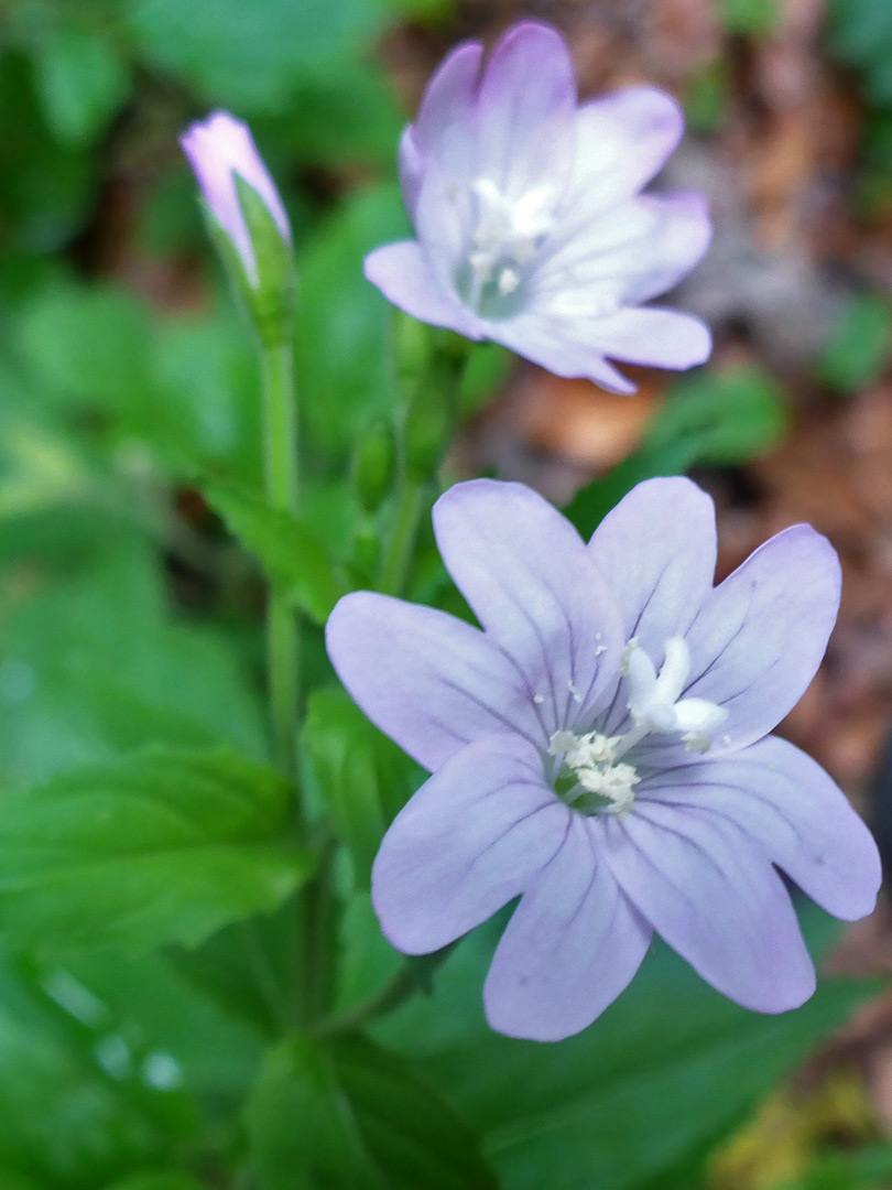 Two pale pink flowers