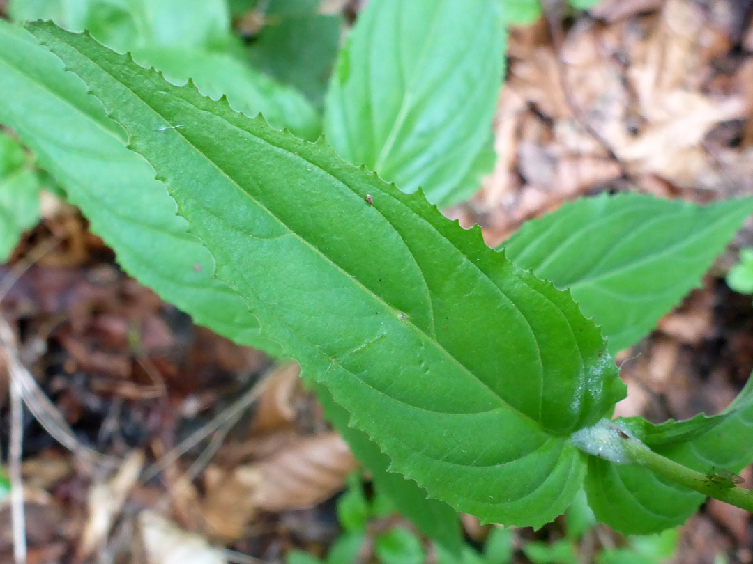 Toothed leaf