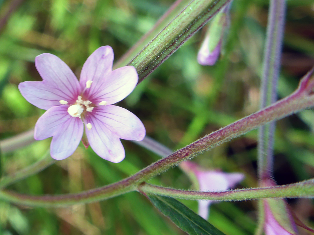 Pale pink flower