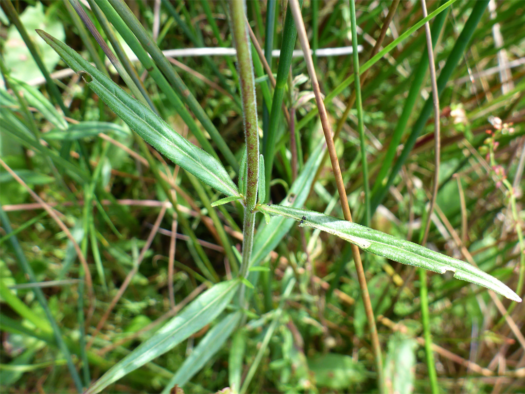 Stem and leaves