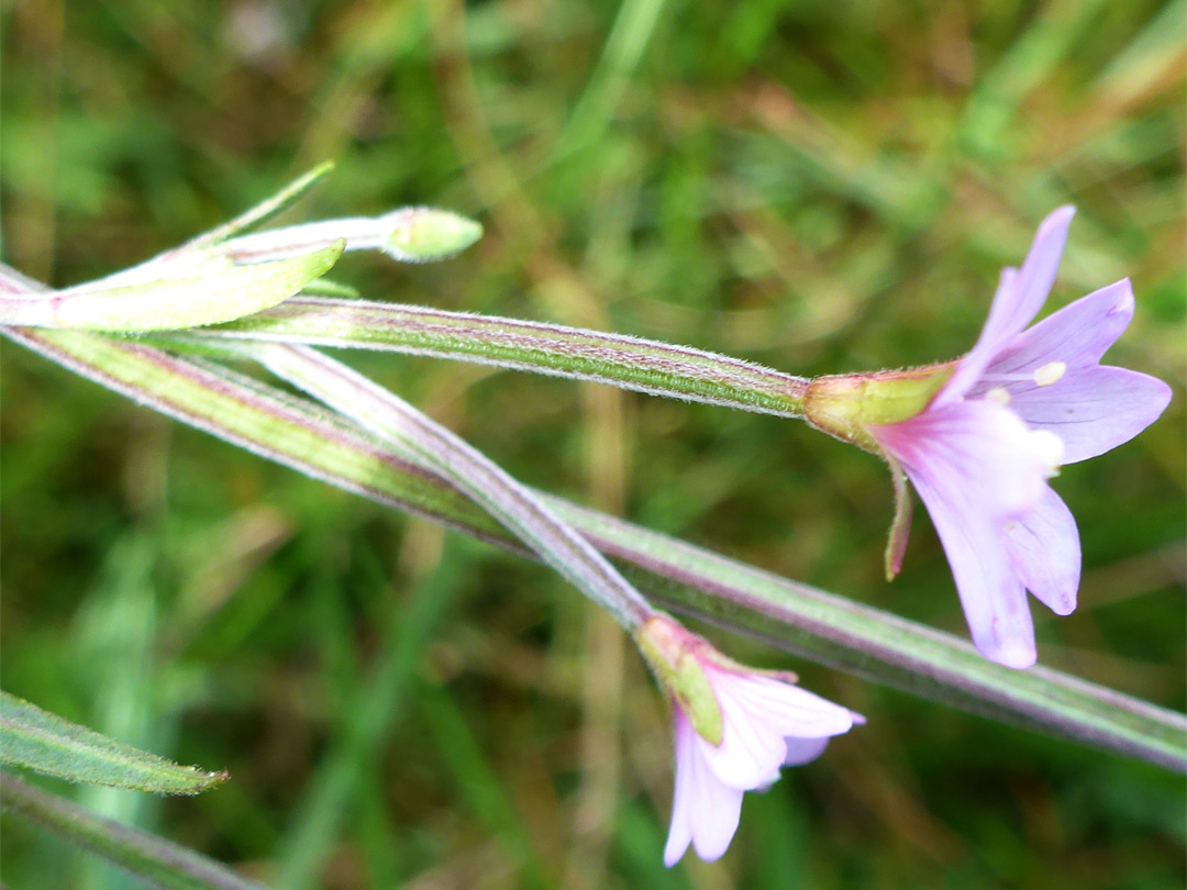 Hairy stalks