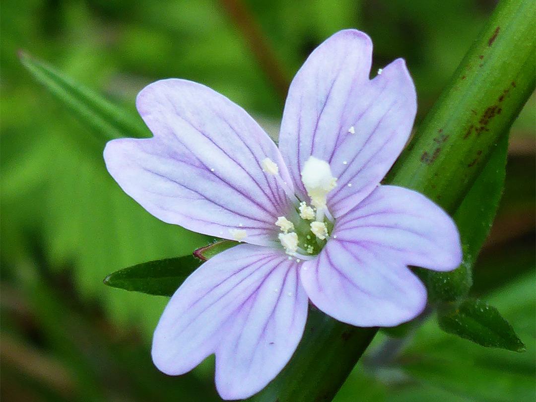 Marsh willowherb