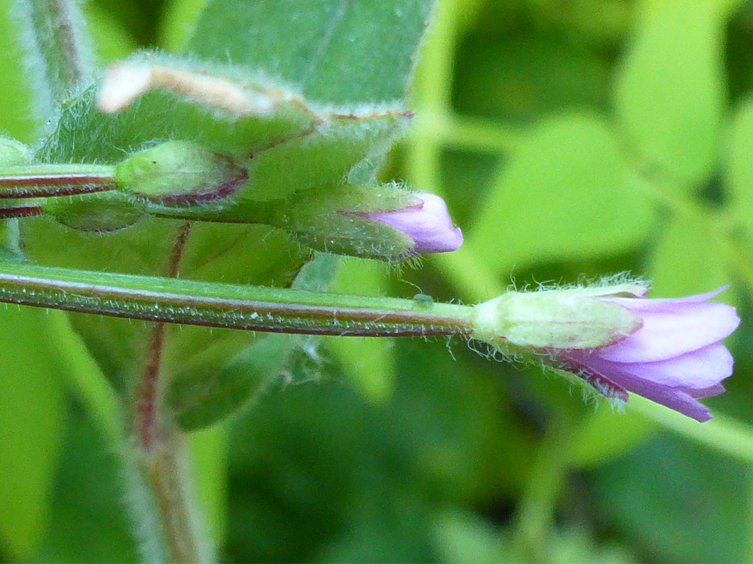 Hairy stem and sepals