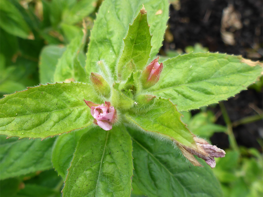 Withering flowers