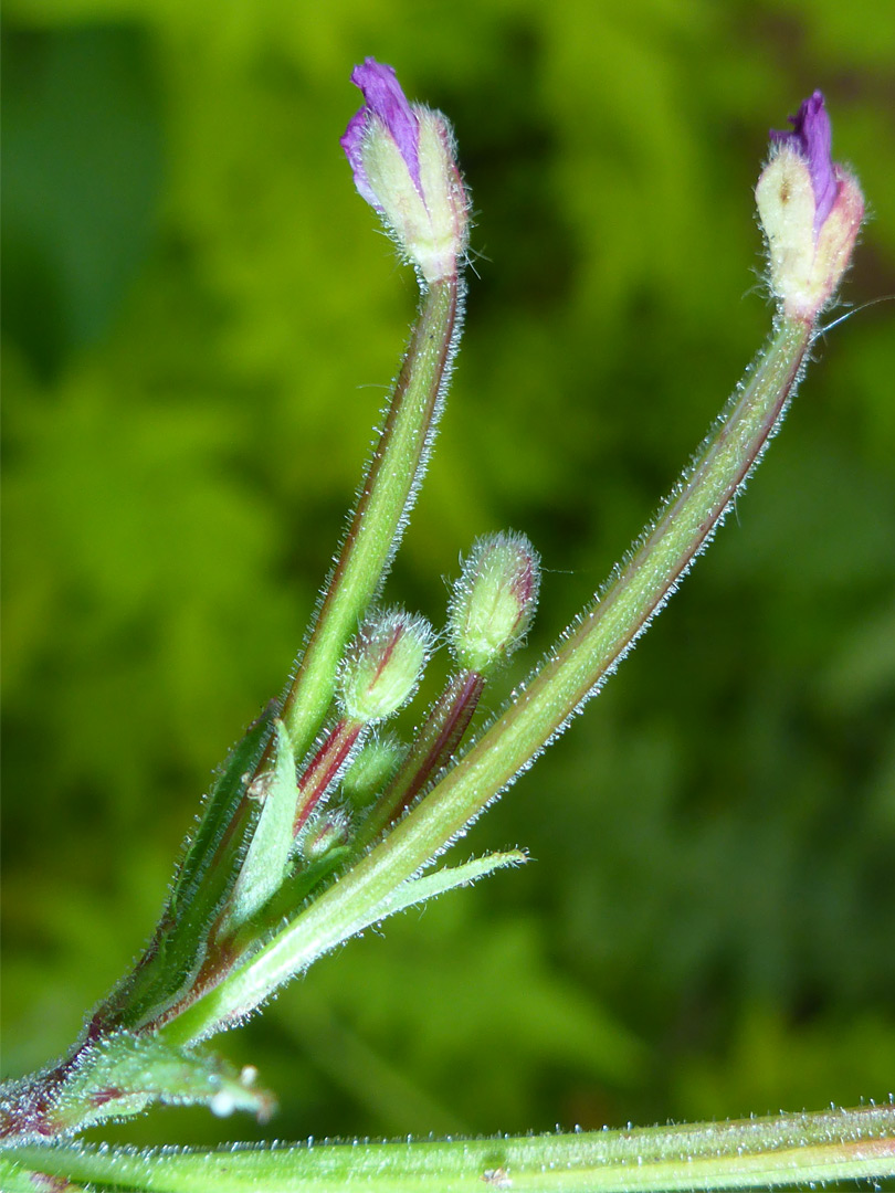 Two flowers