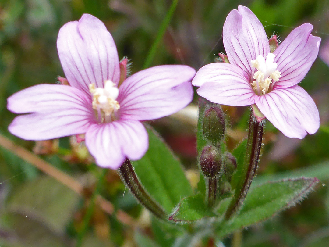 Two flowers