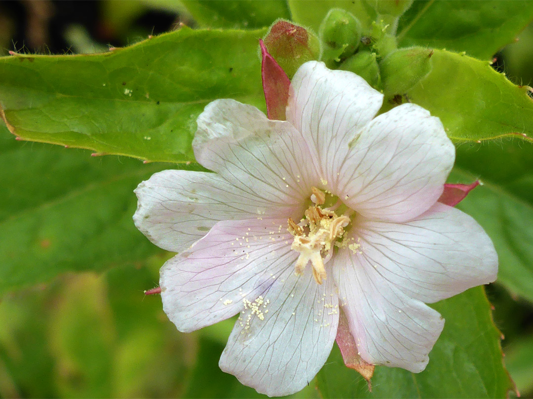 White petals