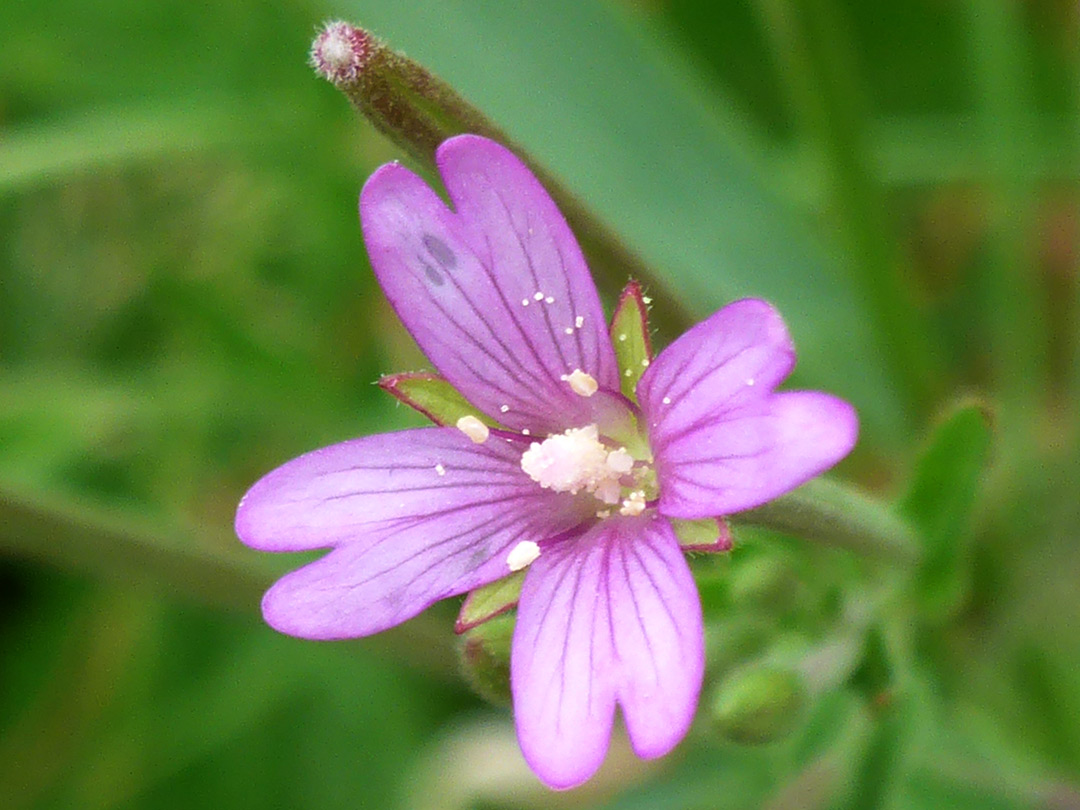 Notched petals