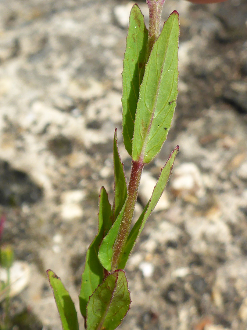 Upwards-pointing leaves