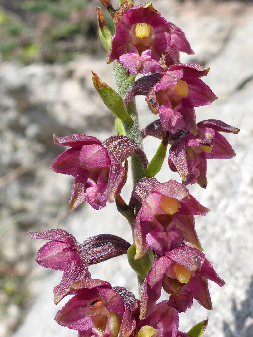 Flower cluster