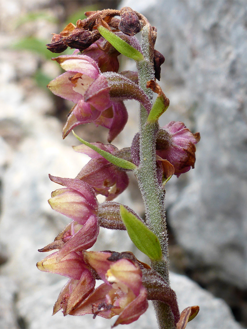 Hairy stalk