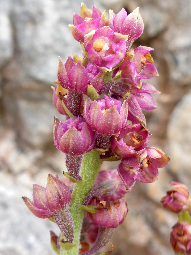 Pink flowers