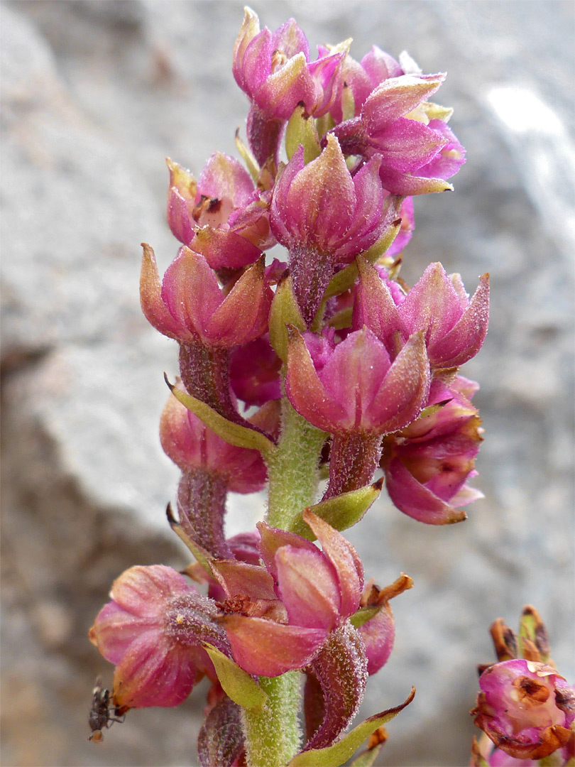 Upwards-pointing flowers