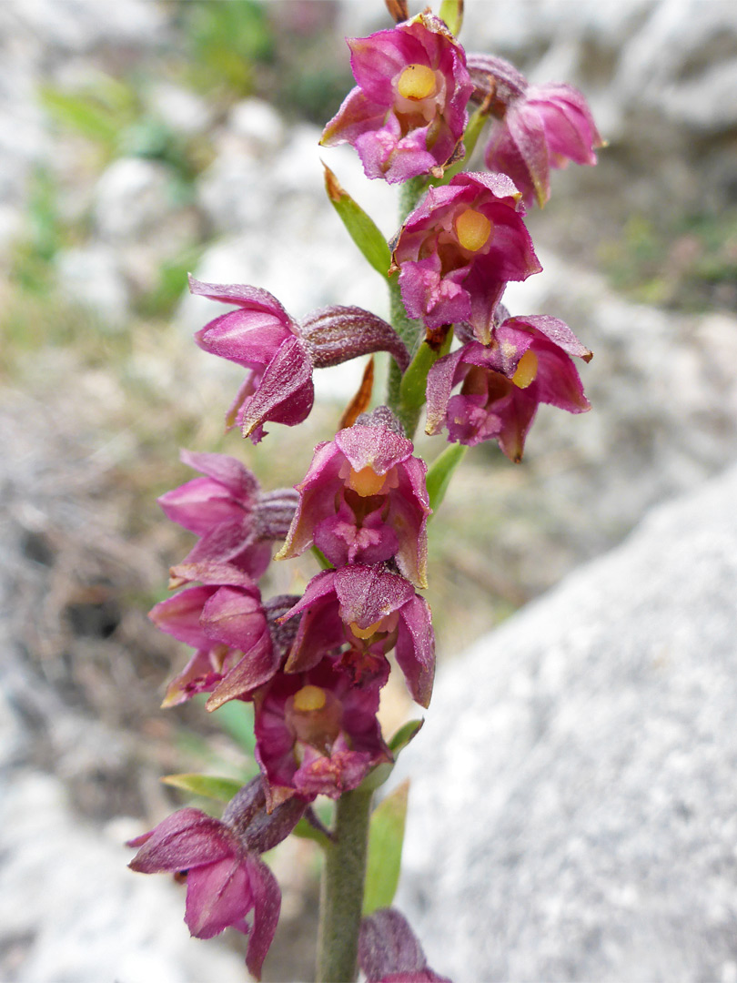 Flowering stem