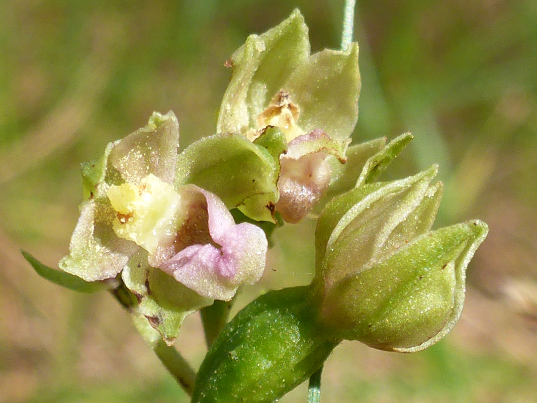 Three flowers