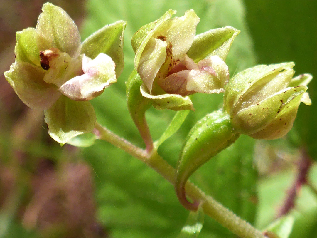 Pale-coloured flowers