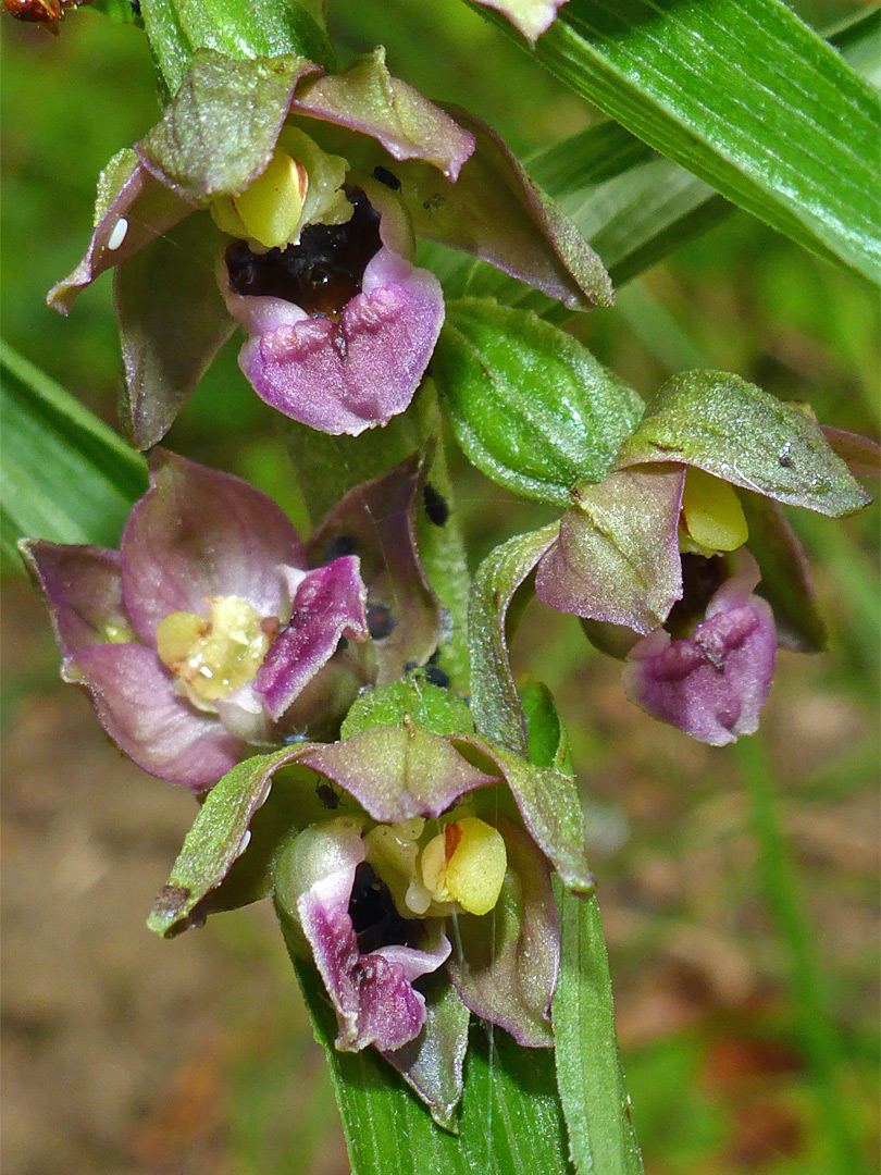 Four flowers