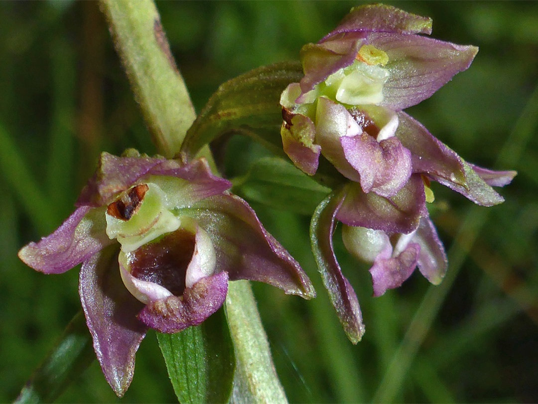 Three flowers