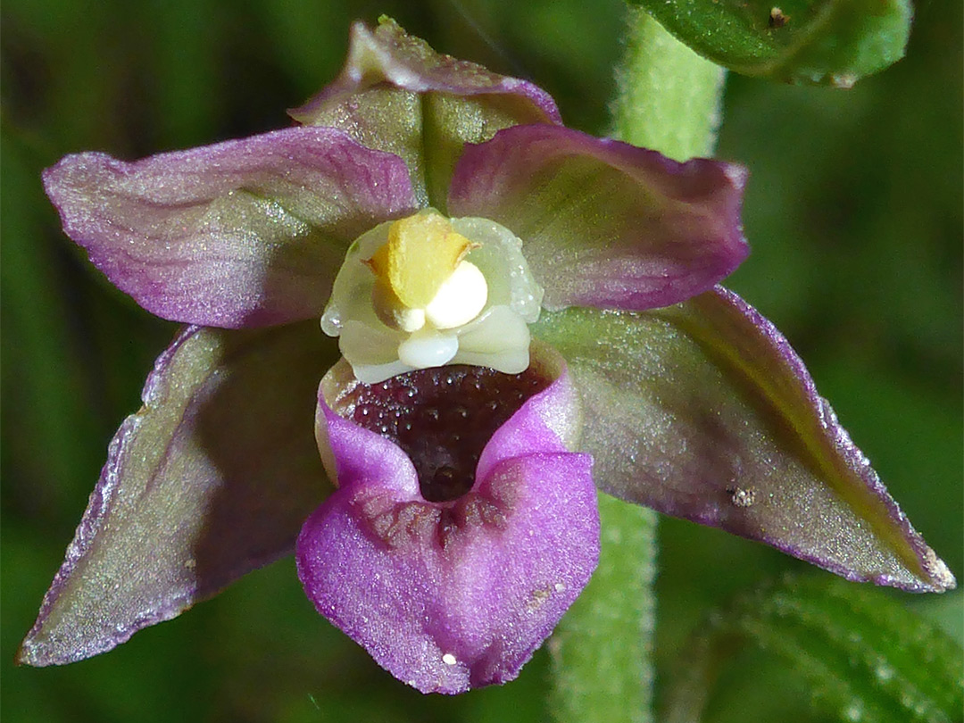 Purplish petals and sepals