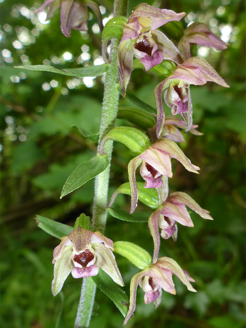 Broad-leaved helleborine