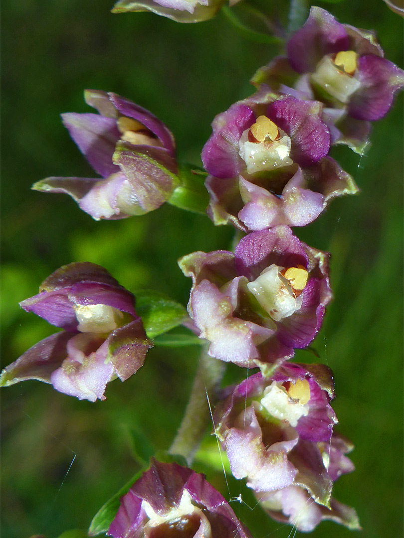 Pink and purple flowers