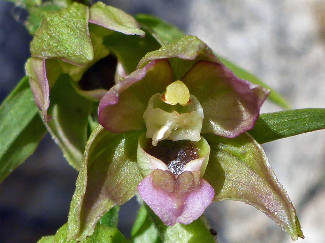 Greenish-purple flower